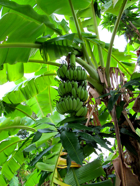 Как растут бананы