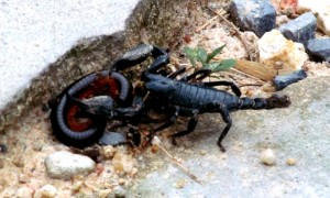 скорпионы на Пангане