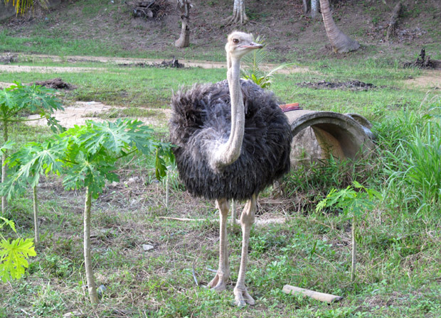 страус на Пангане