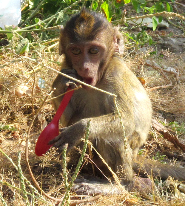 обезьяны в Хуа Хине