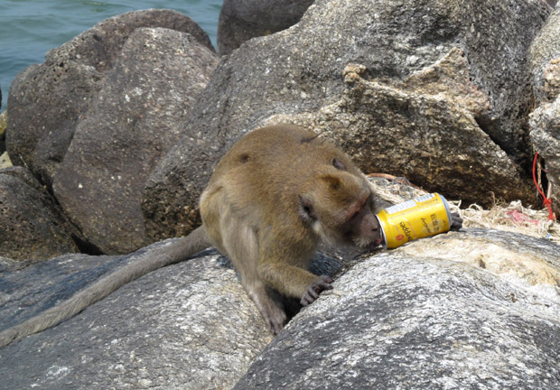 обезьяны в Такиабе