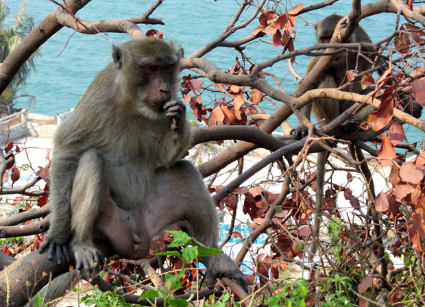 обезьяны в Таиланде