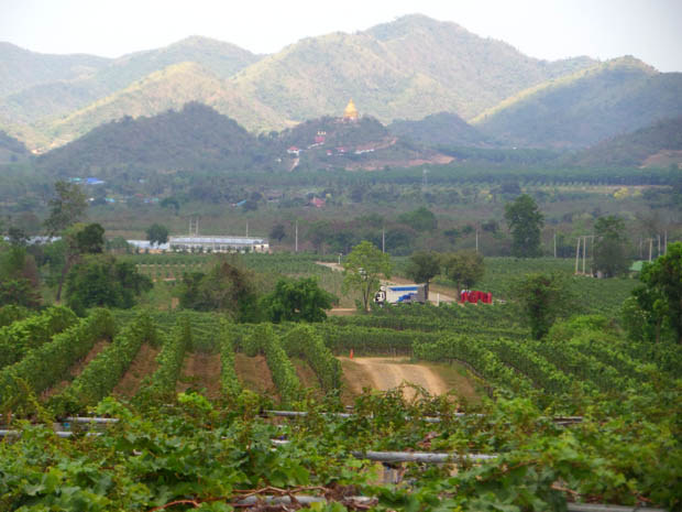 виноградники Хуа Хина