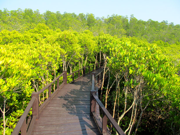 мангры в Хуа Хине
