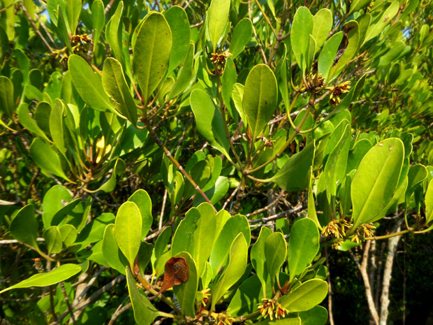 мангровый лес в Хуа Хине