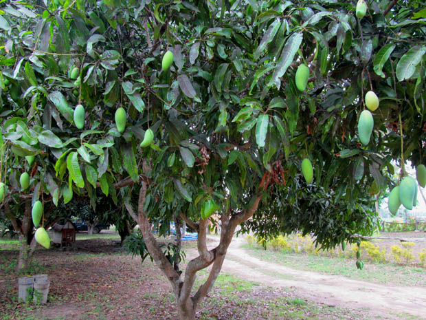 манговое дерево