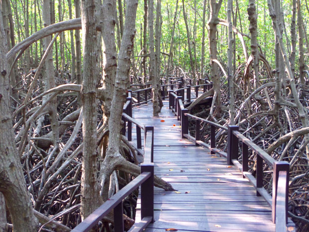 мангровый лес