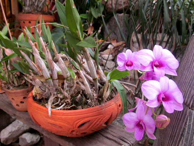 орхидеи в таиланде