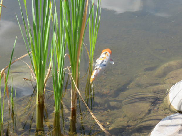 цветная рыбка в пруду