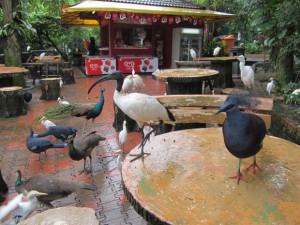 парк птиц