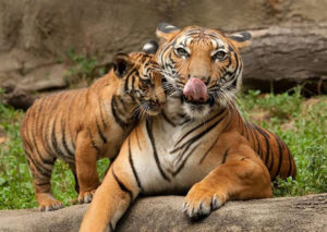 тигровый зоопарк в Паттайе