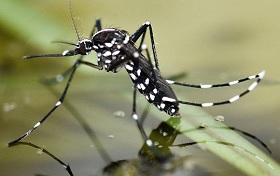 комар переносчик Денге